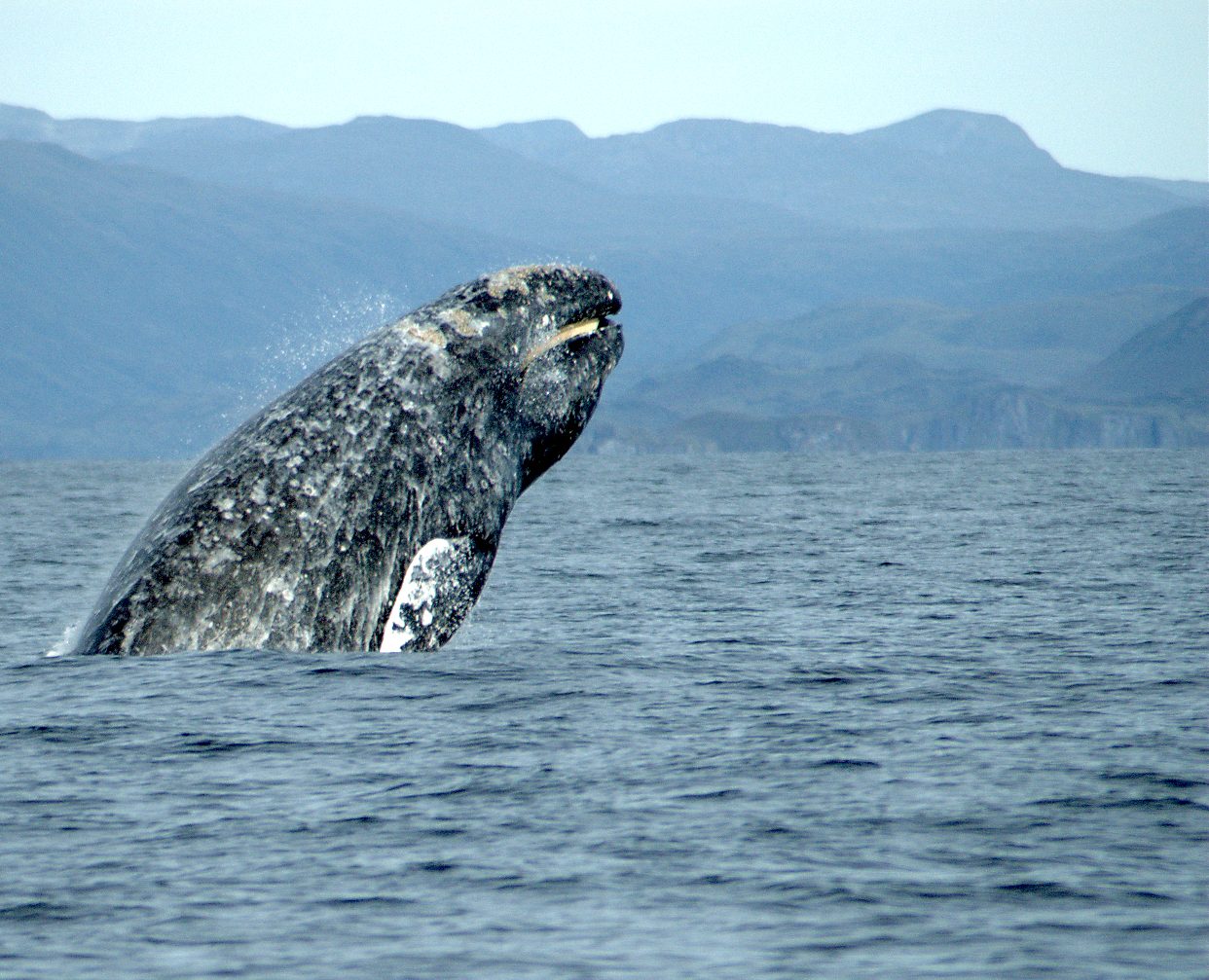 Why We're Seeing More Beached Gray Whales