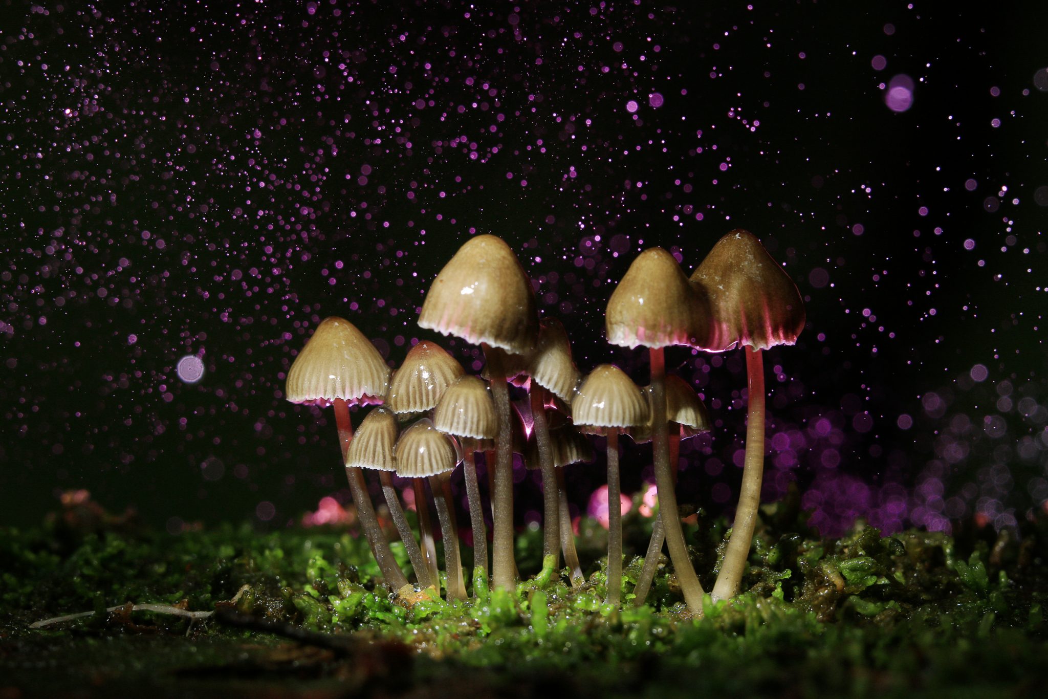 Can You Stomach It? The Mysterious Relationship Between Psychedelics and Gut Health