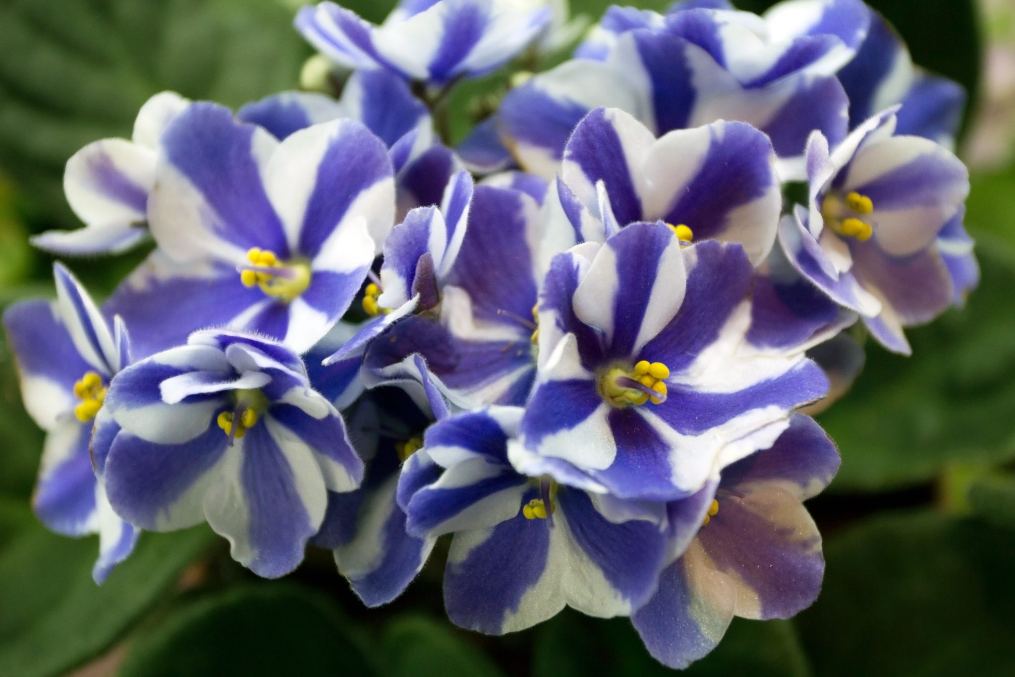 African Violets: A Horticulturist’s Mutant Paradise