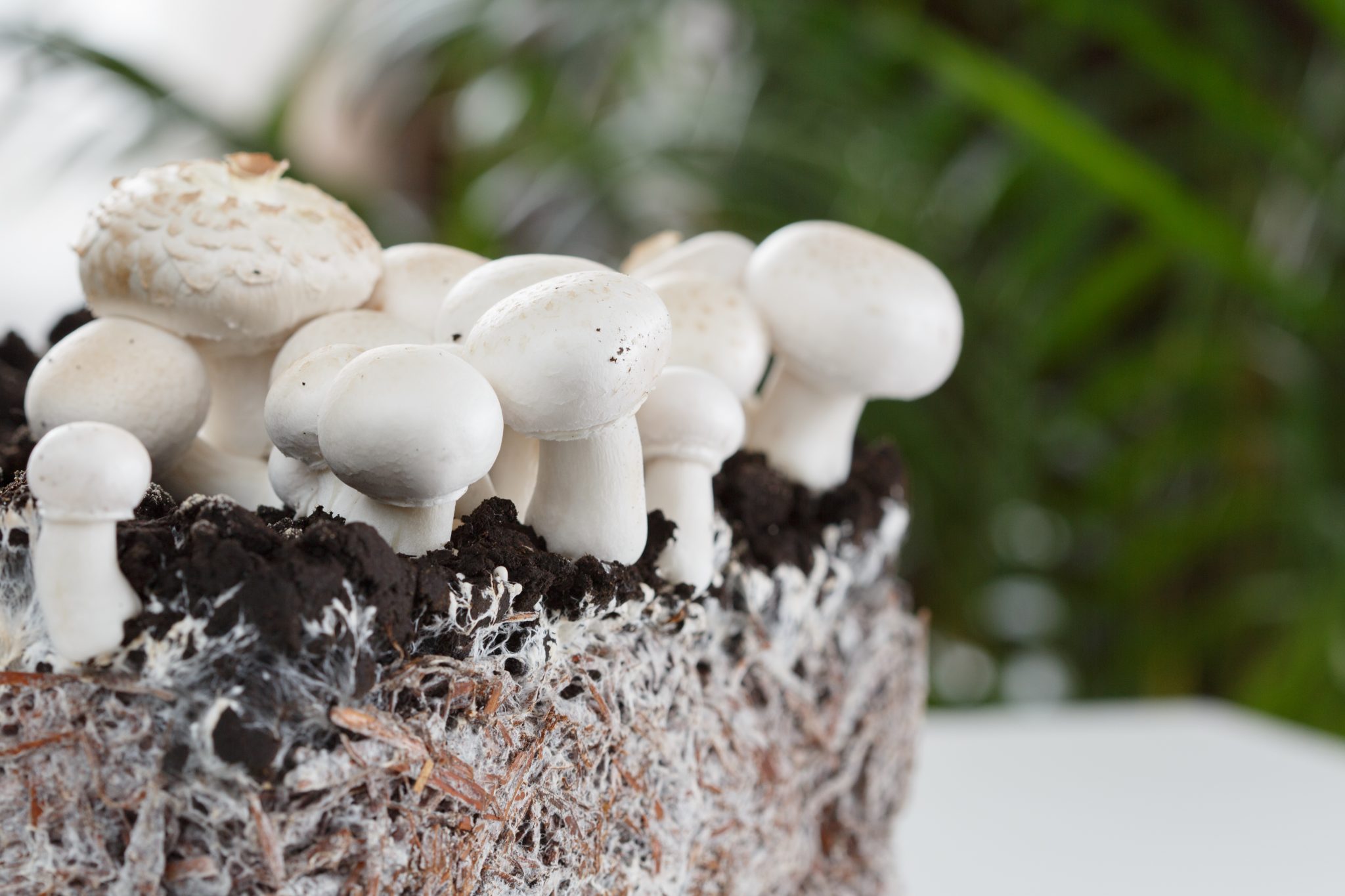 Mycelium: Man's Unexpected Best Friend